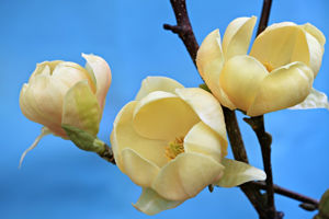 Obraz Magnolia